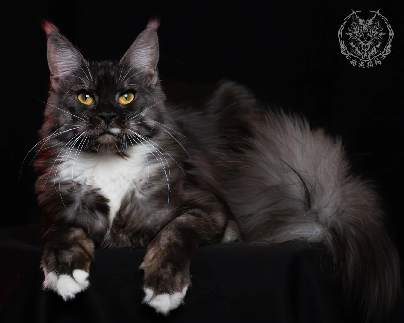黑煙燻緬因貓(+白)