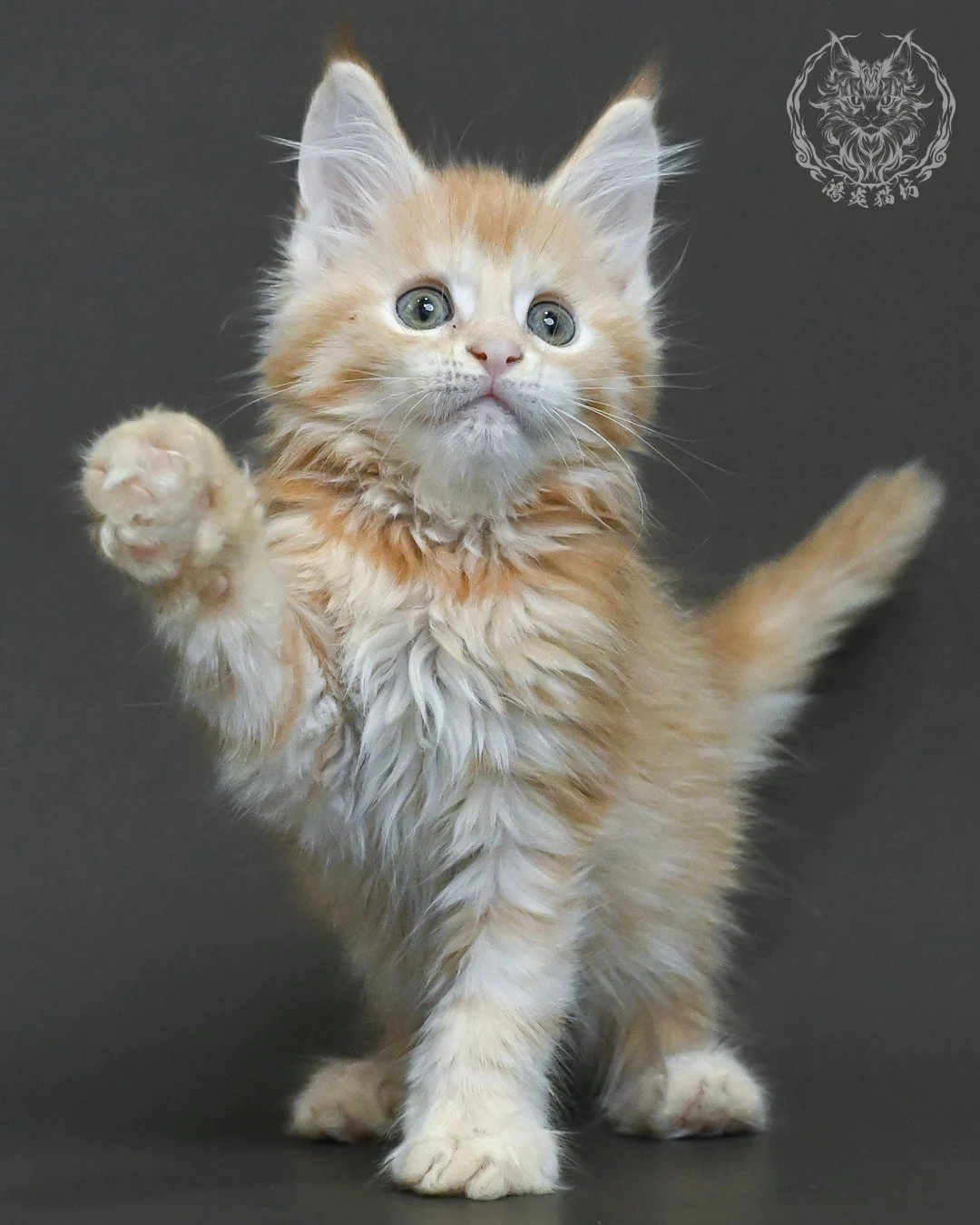 紅銀虎斑緬因貓 15