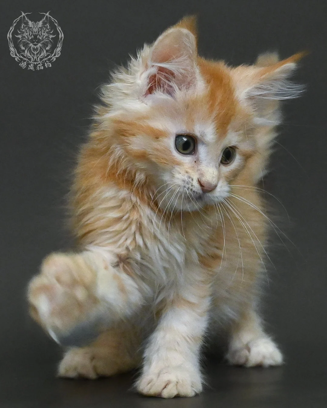 紅銀虎斑緬因貓 19