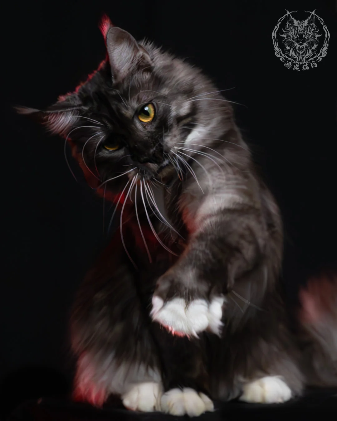 黑煙燻緬因貓(+白)