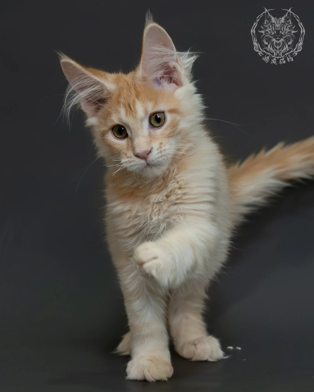 紅銀虎斑緬因貓 5