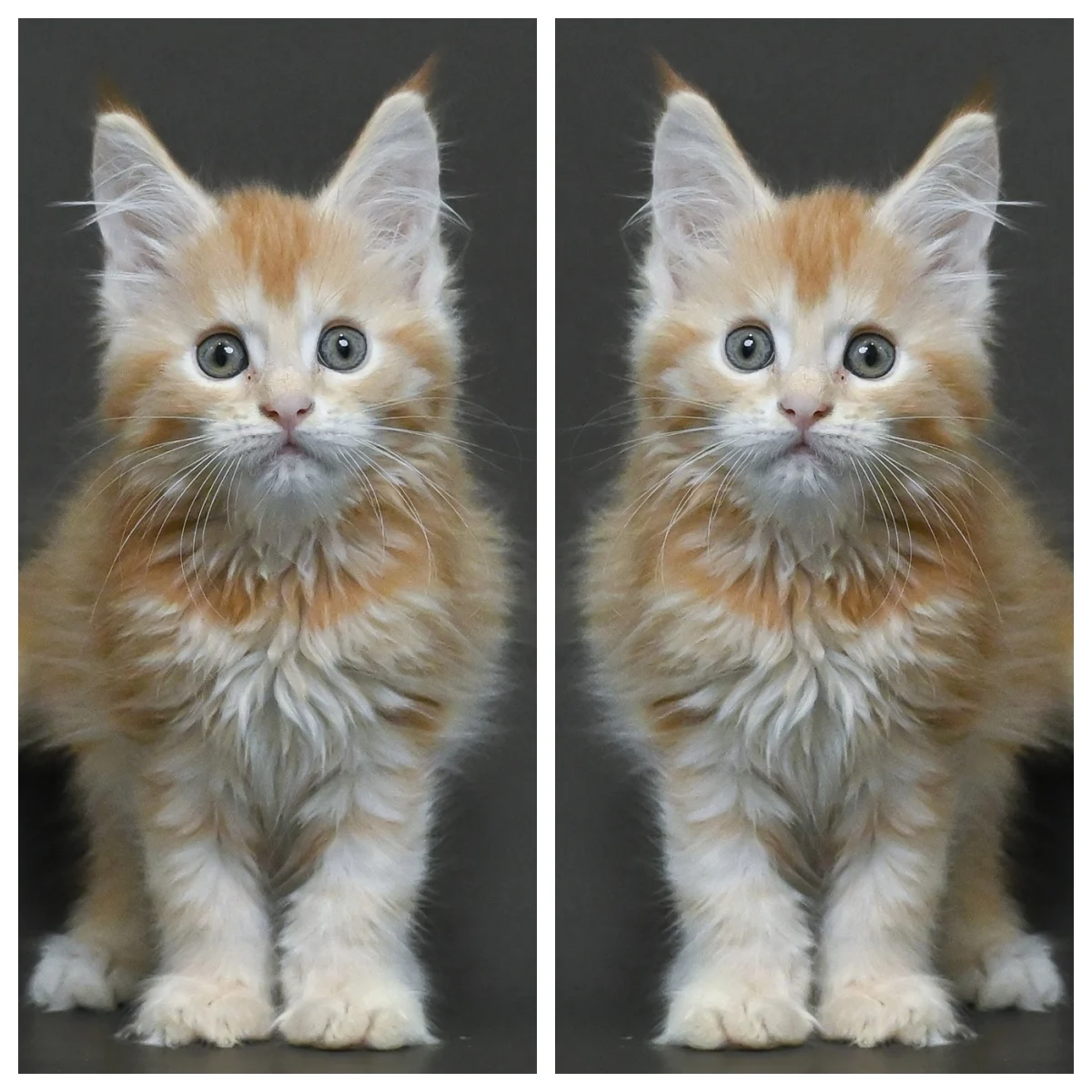 紅銀虎斑緬因貓