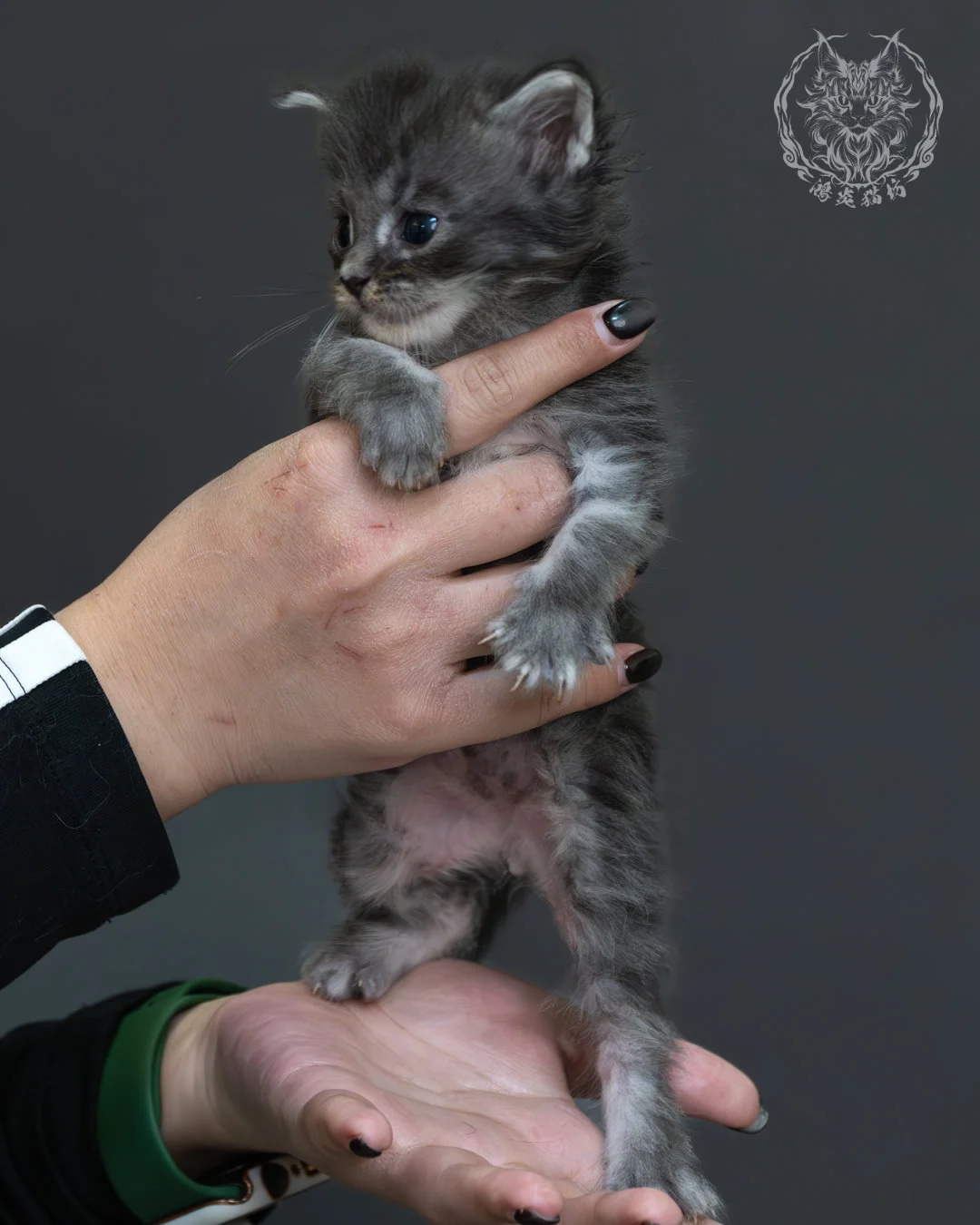 藍銀虎斑緬因貓 3