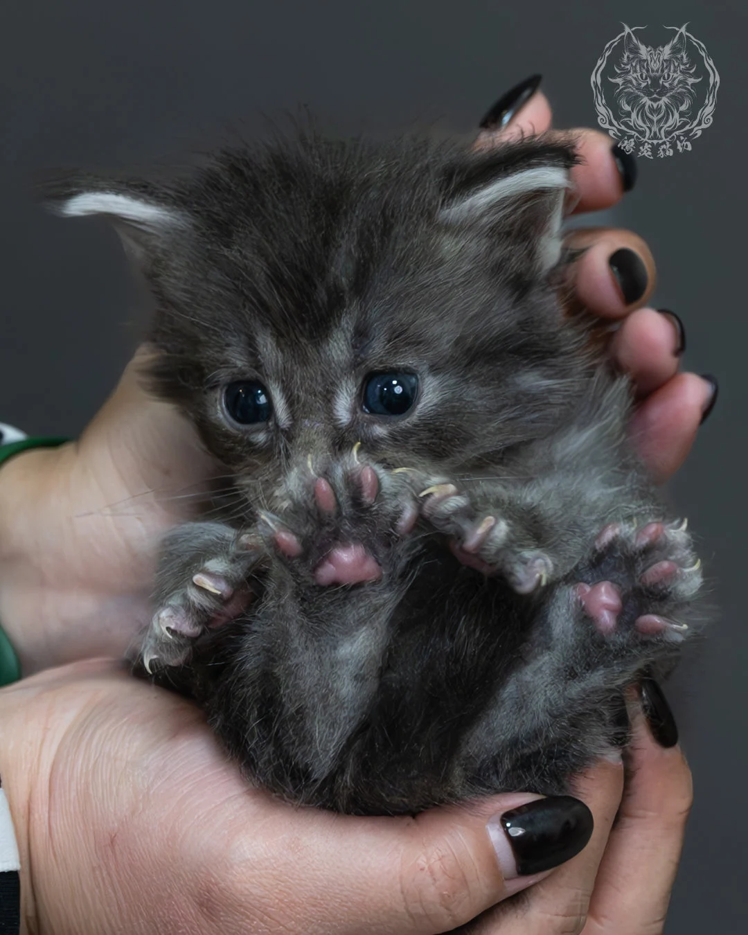 藍銀虎斑緬因貓 11