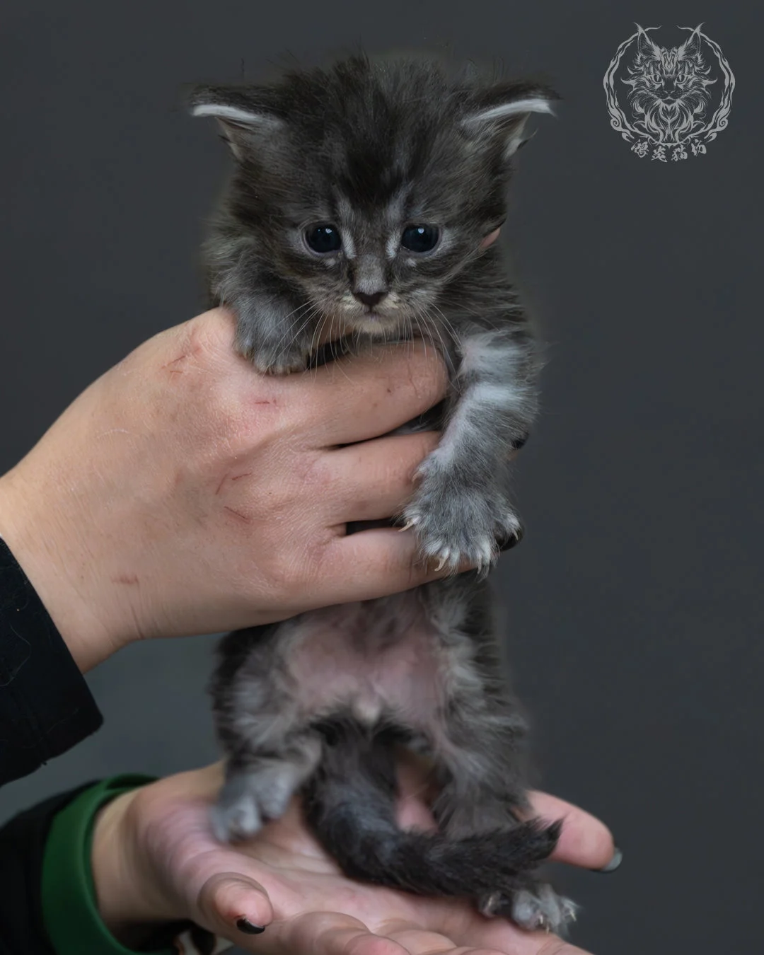 藍銀虎斑緬因貓 1