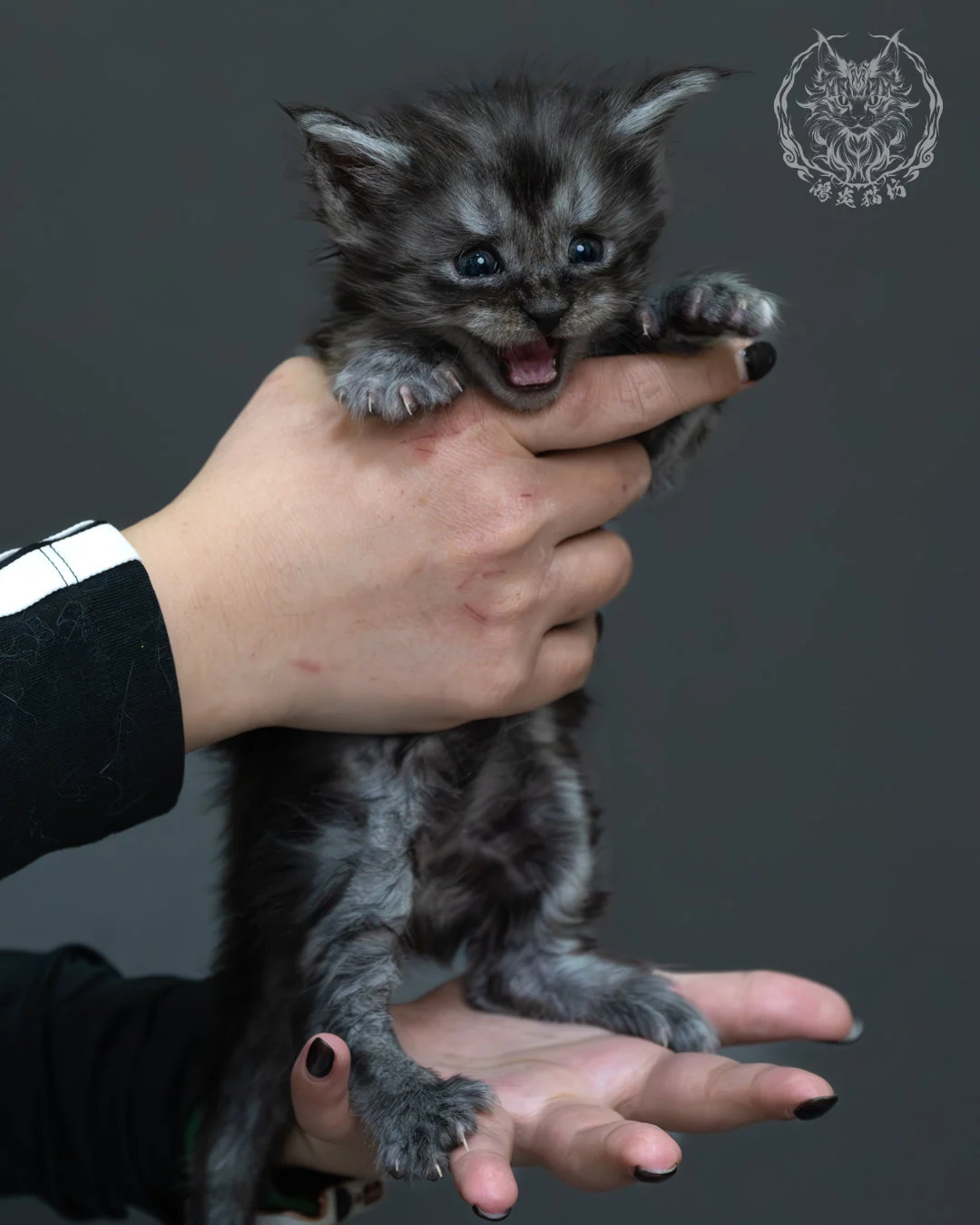 黑煙燻緬因貓 2