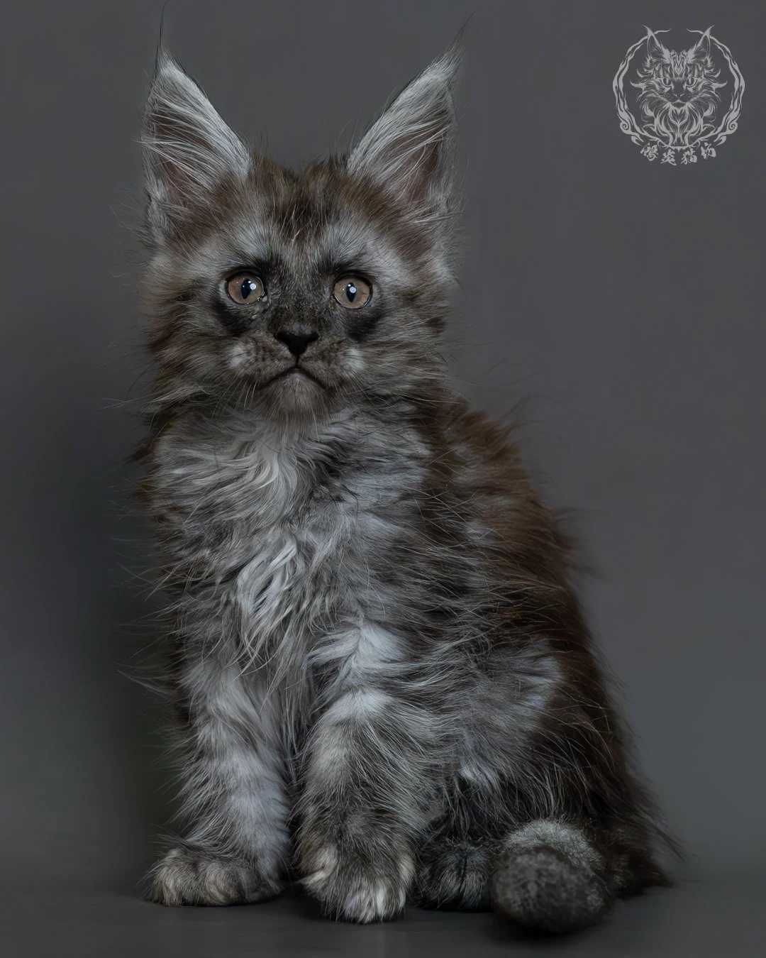 黑煙燻緬因貓 5