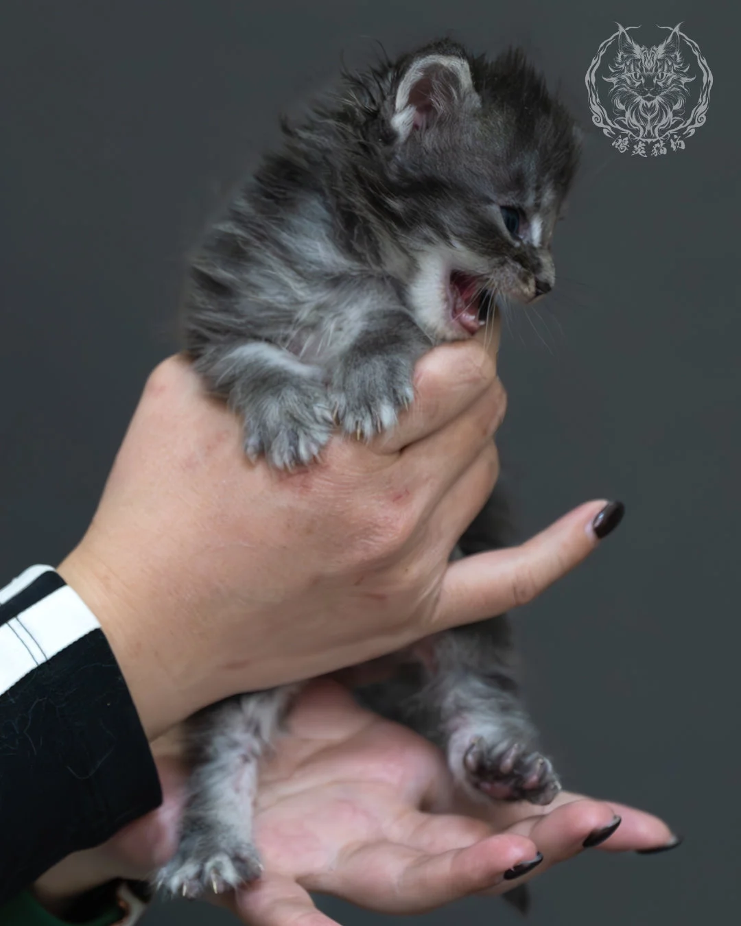 藍銀虎斑緬因貓 4