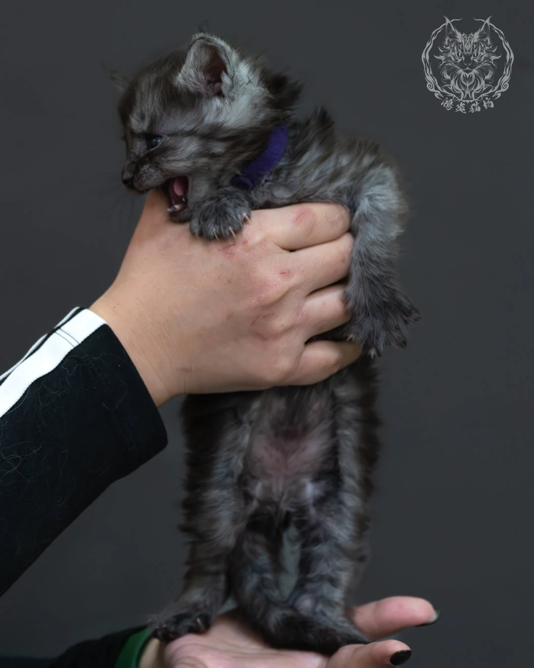 黑煙燻緬因貓 5