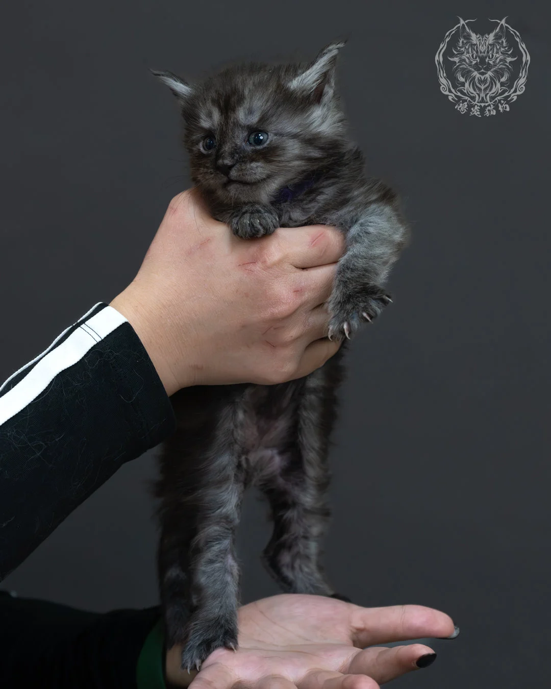 黑煙燻緬因貓 7