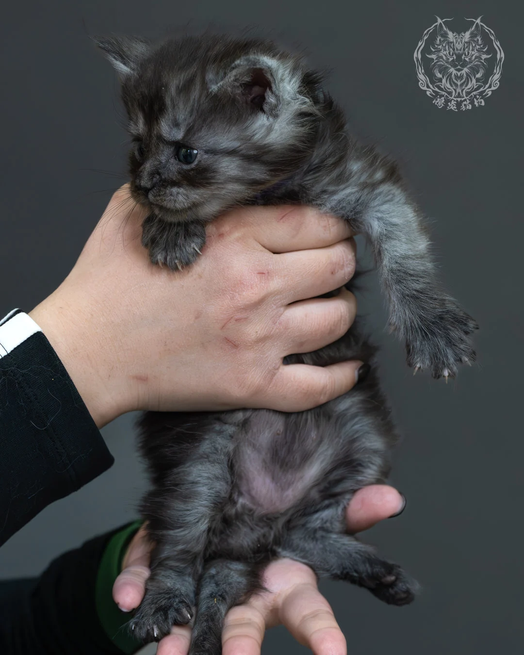 黑煙燻緬因貓 1