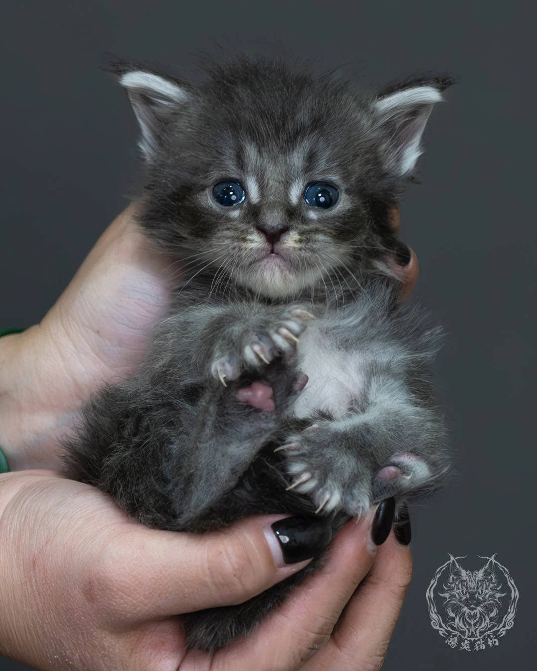 藍銀虎斑緬因貓 13