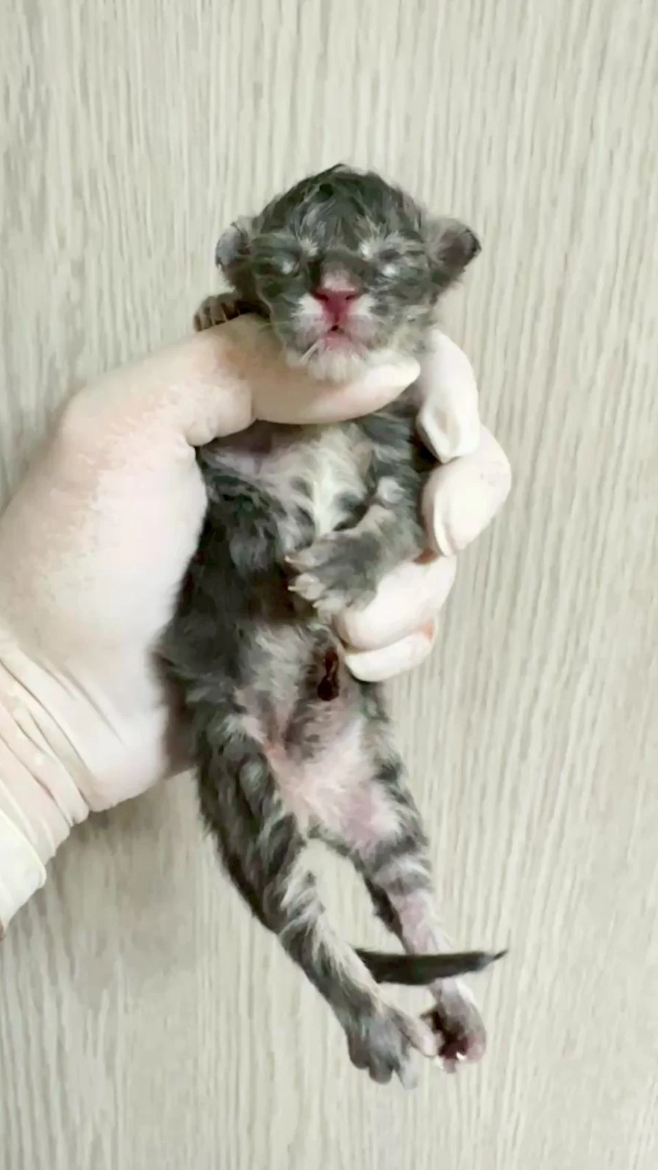 藍銀虎斑緬因貓