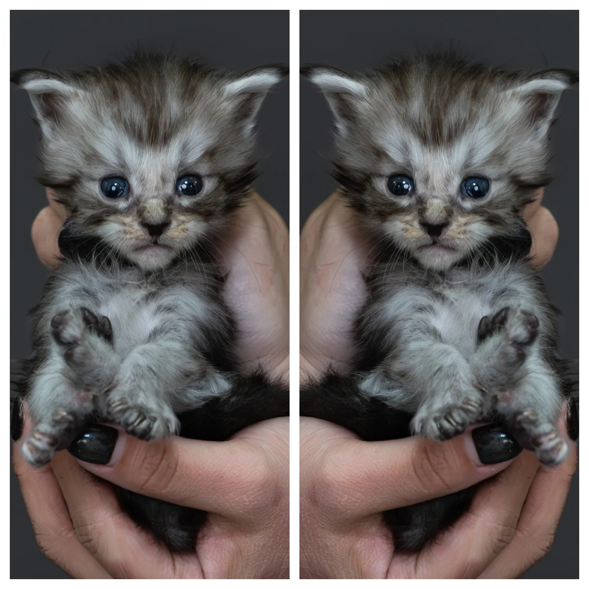 黑銀虎斑緬因貓