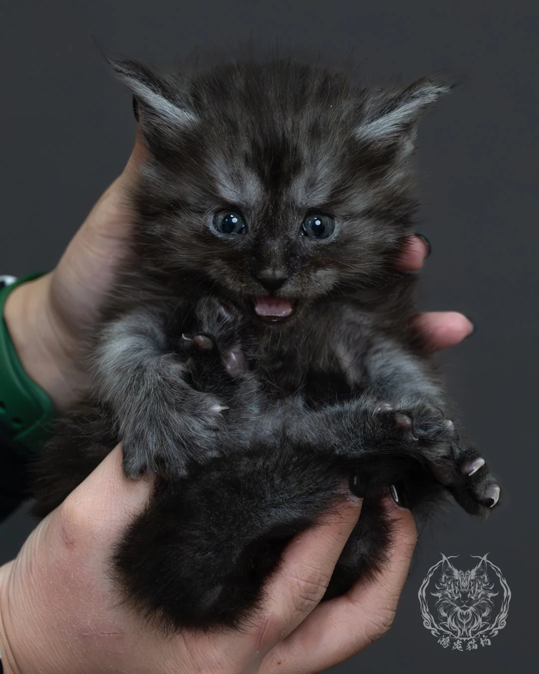 黑煙燻緬因貓 11