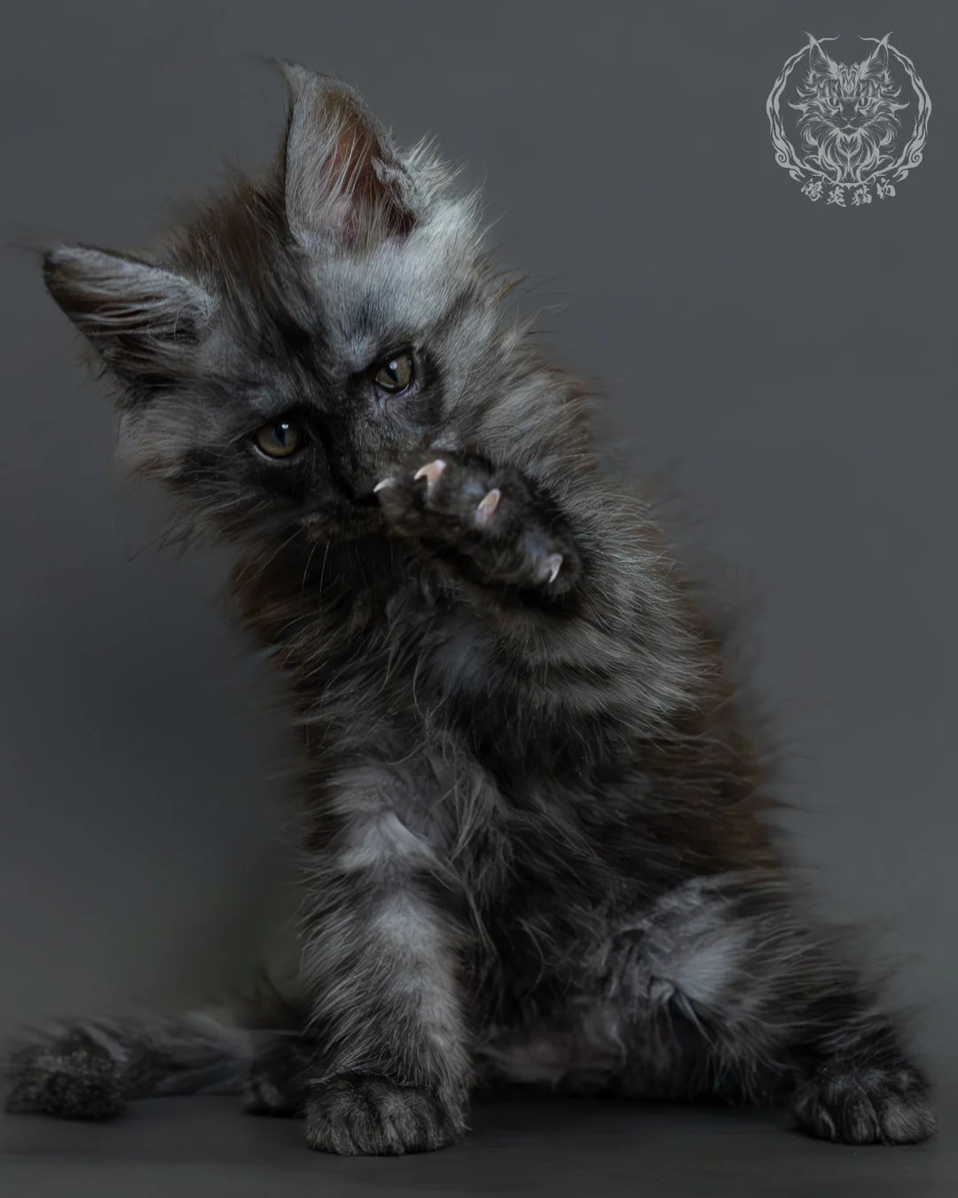 黑煙燻緬因貓 5