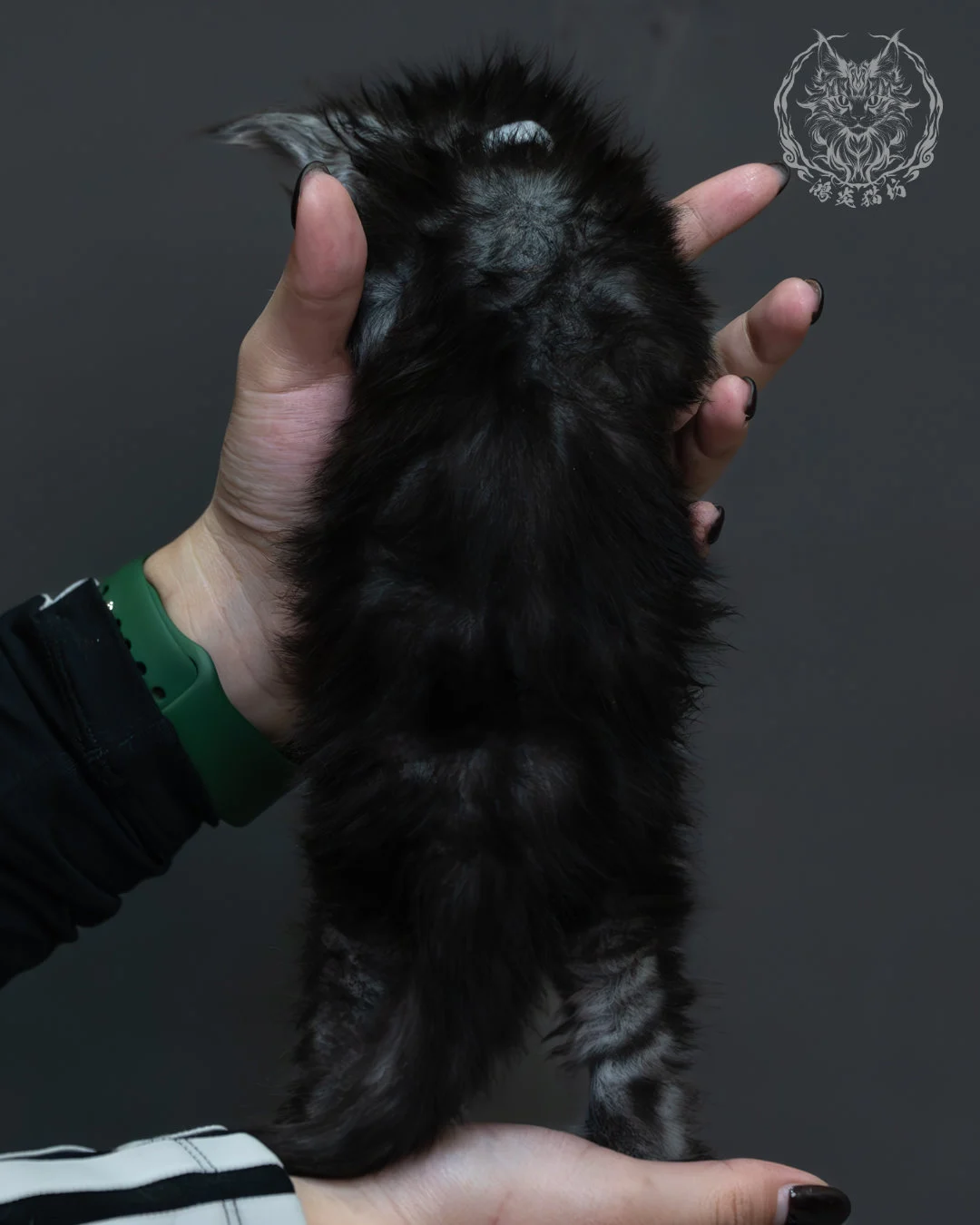 黑煙燻緬因貓 5