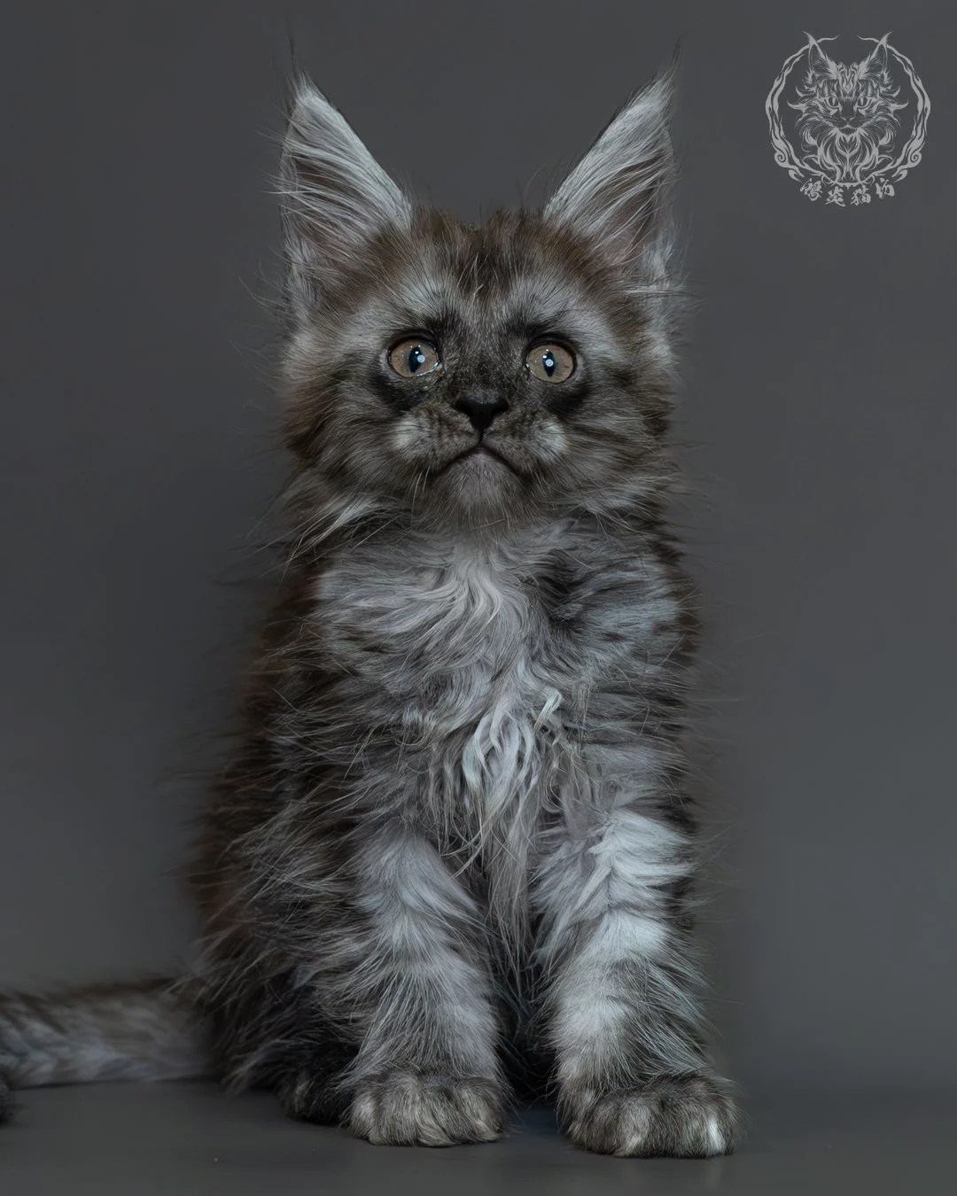 黑煙燻緬因貓 13