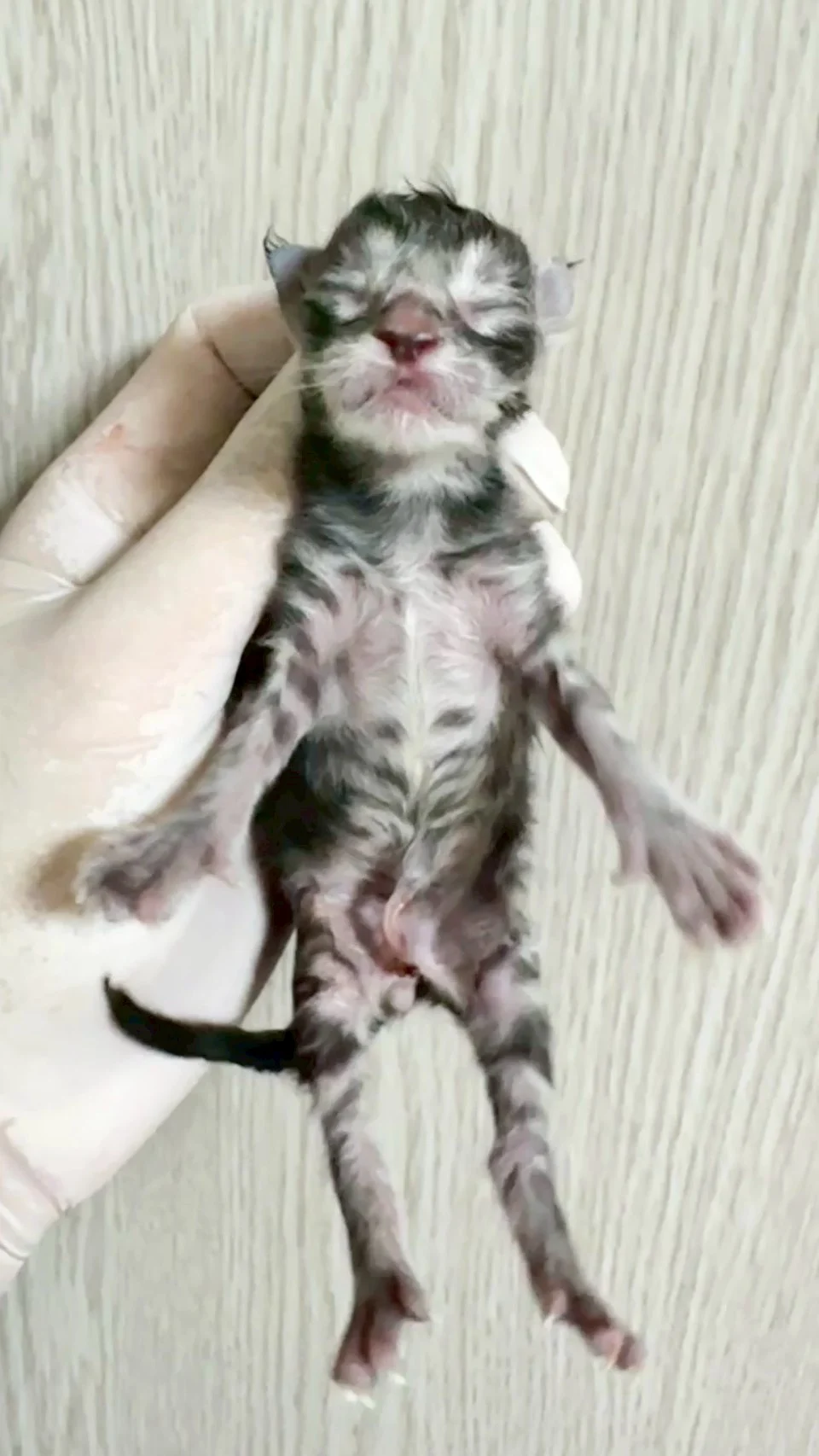 黑銀虎斑緬因貓