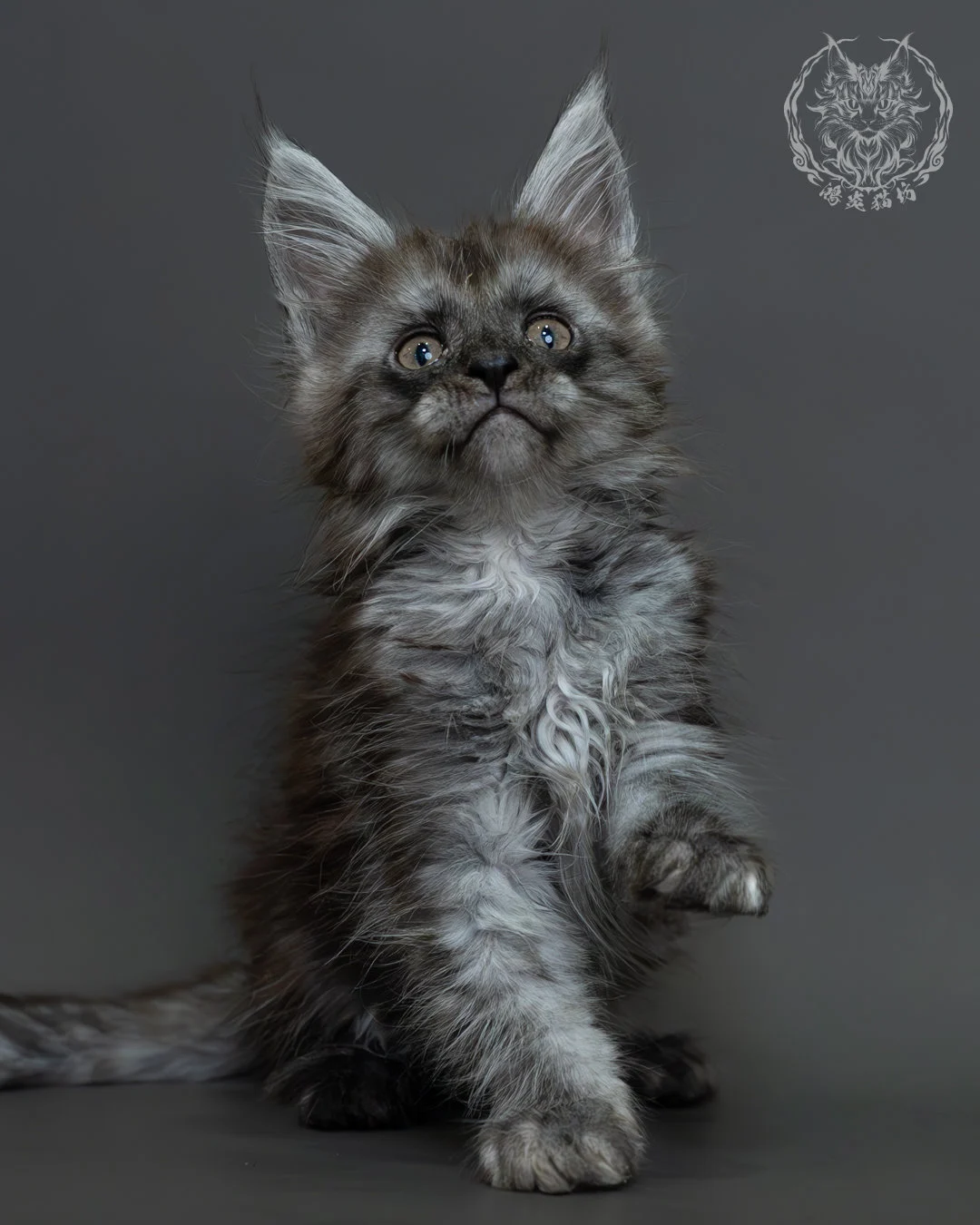 黑煙燻緬因貓 11