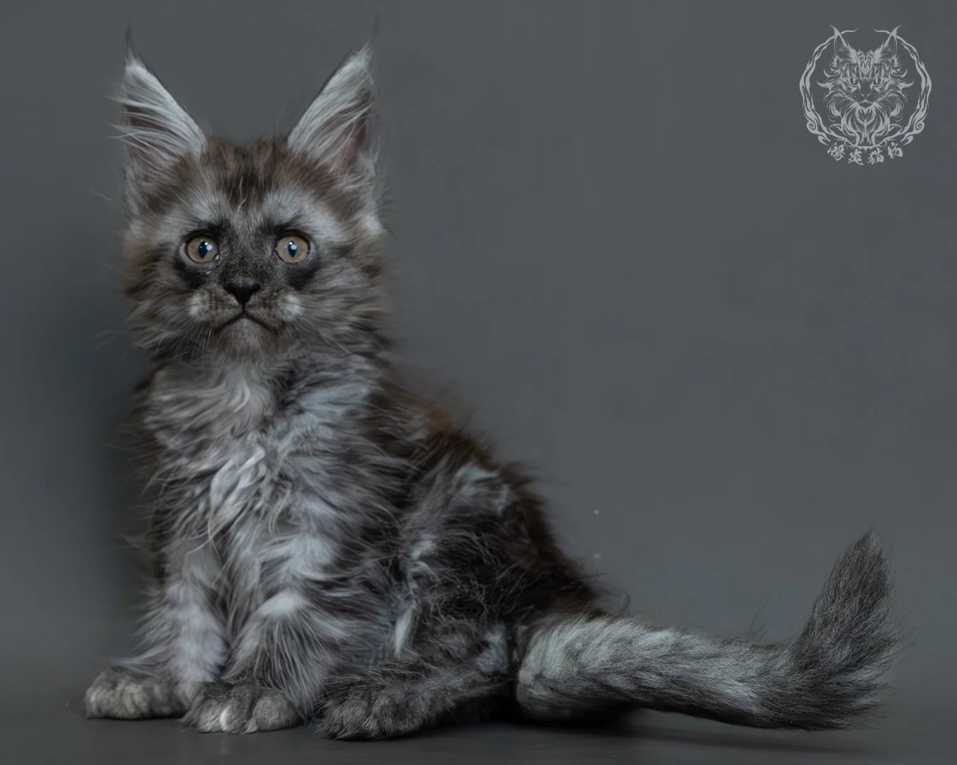 黑煙燻緬因貓 15