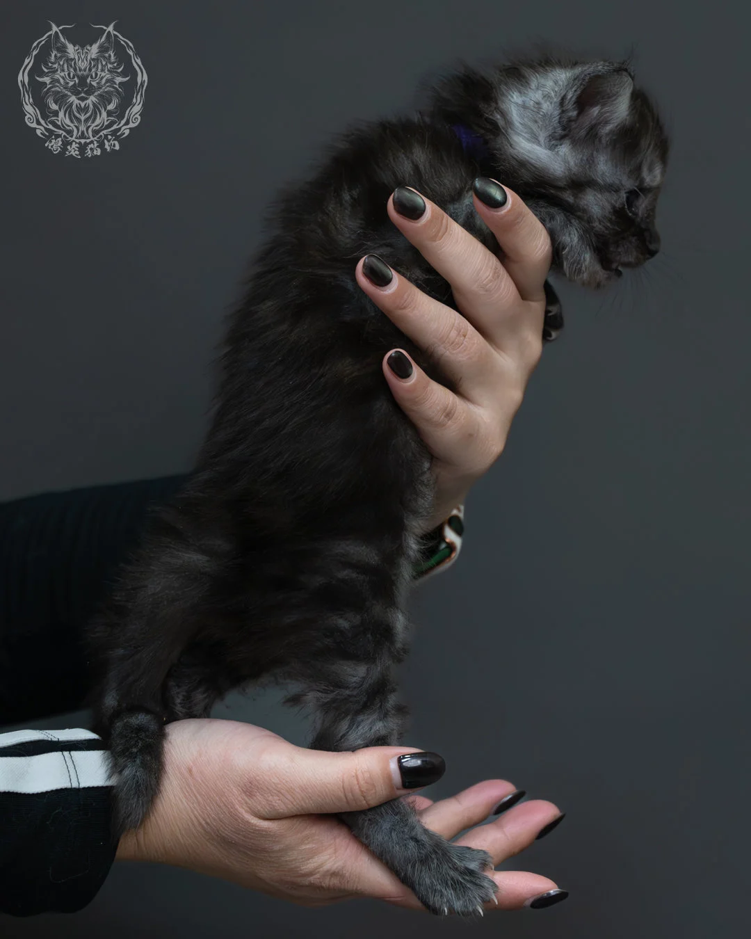 黑煙燻緬因貓 8