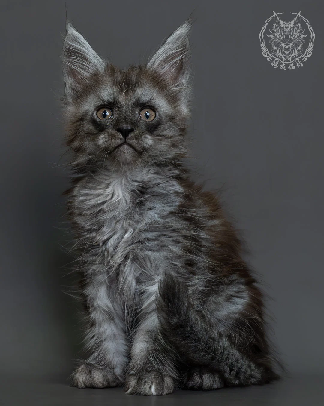 黑煙燻緬因貓 4