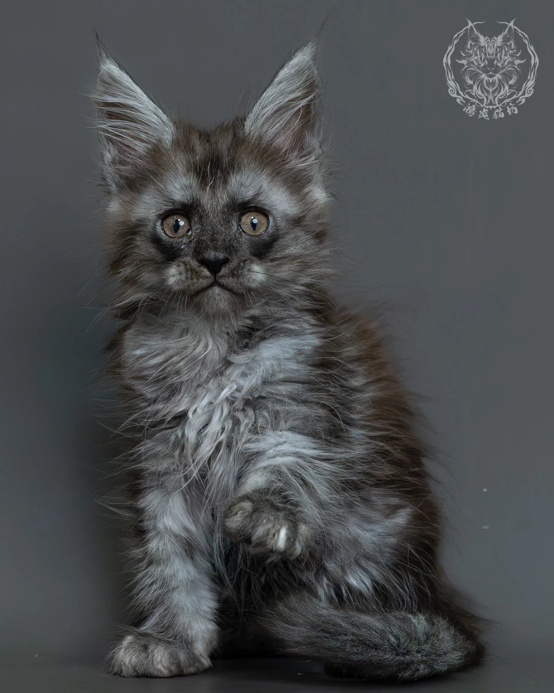 黑煙燻緬因貓 8