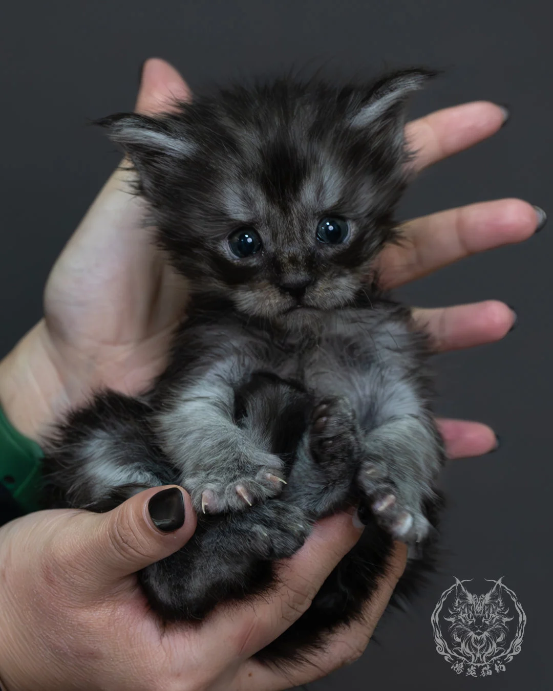 黑煙燻緬因貓 6