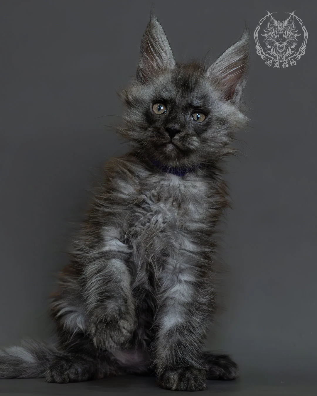 黑煙燻緬因貓 9