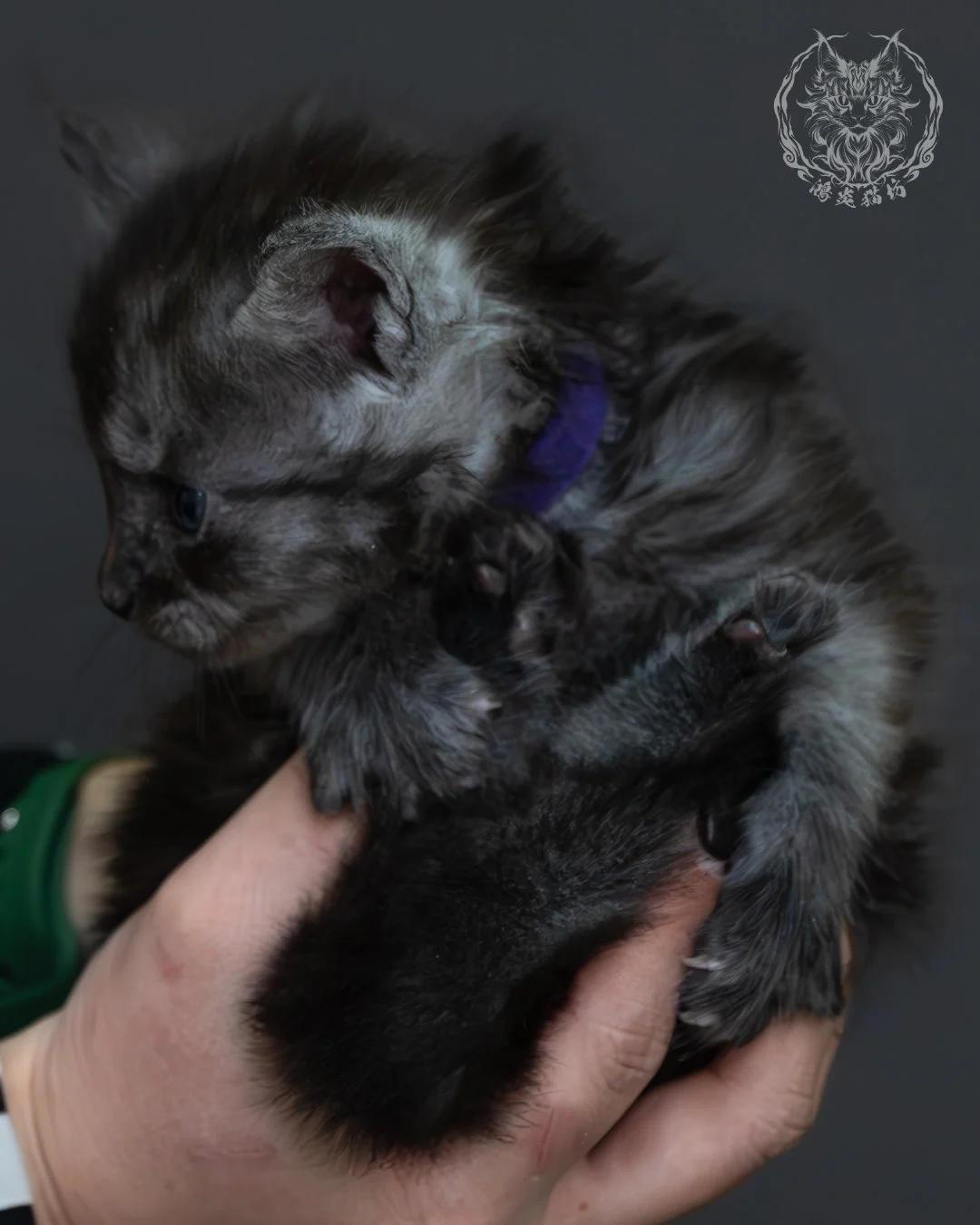 黑煙燻緬因貓 12