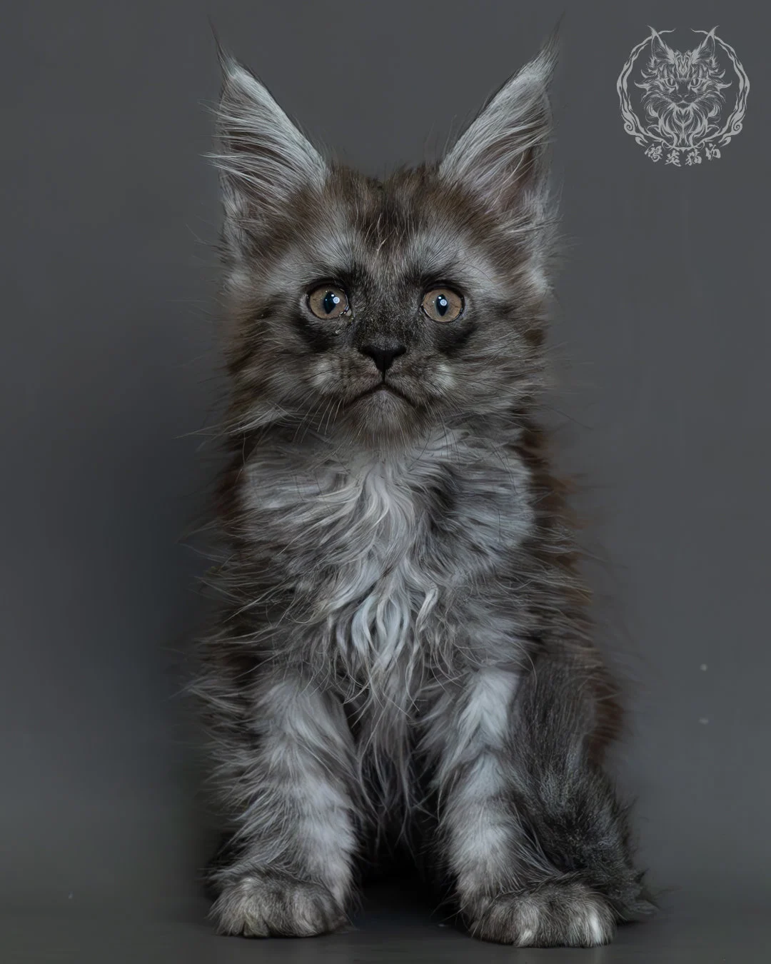 黑煙燻緬因貓 7