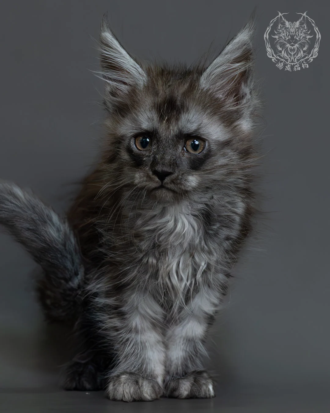 黑煙燻緬因貓 2