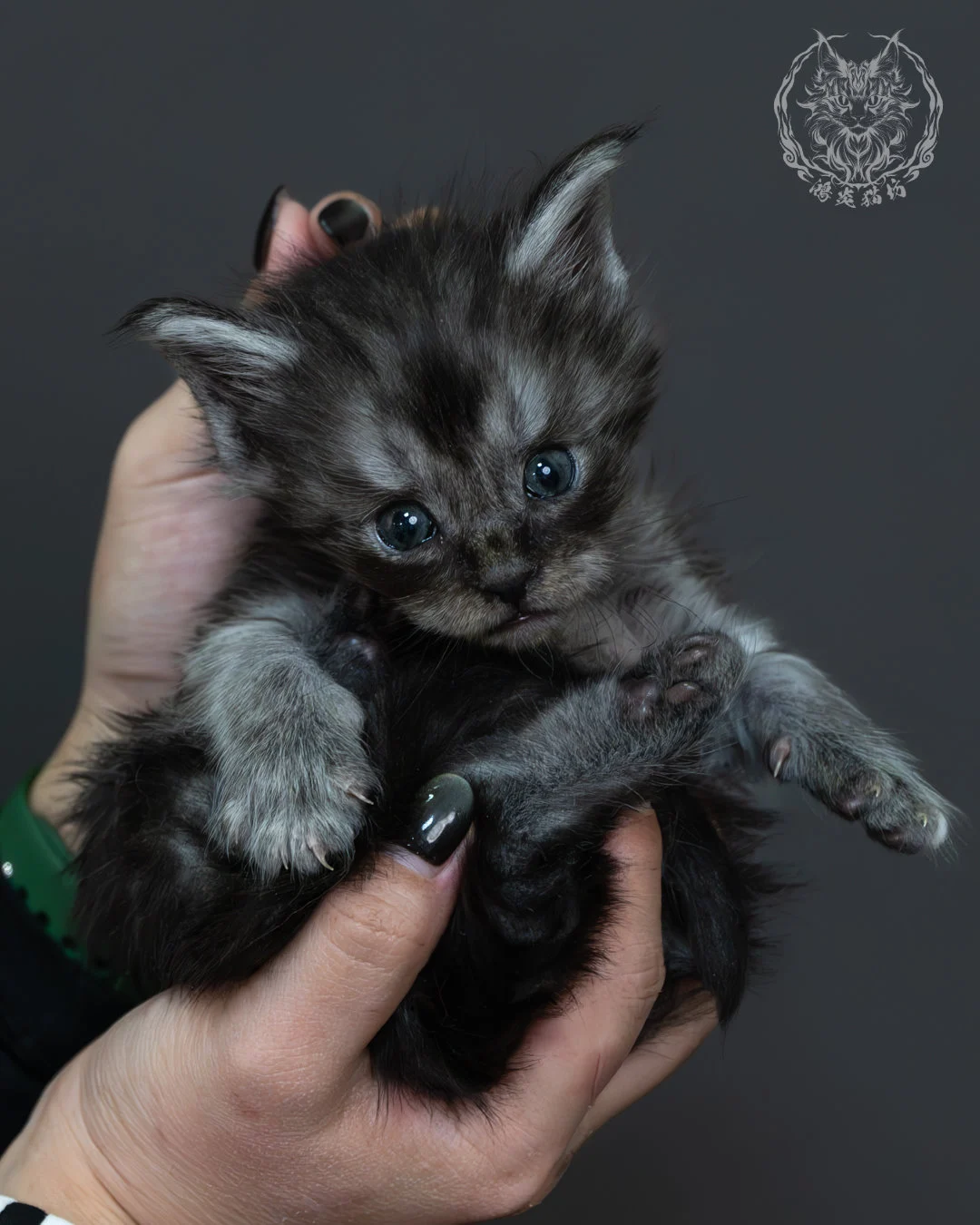 黑煙燻緬因貓 7