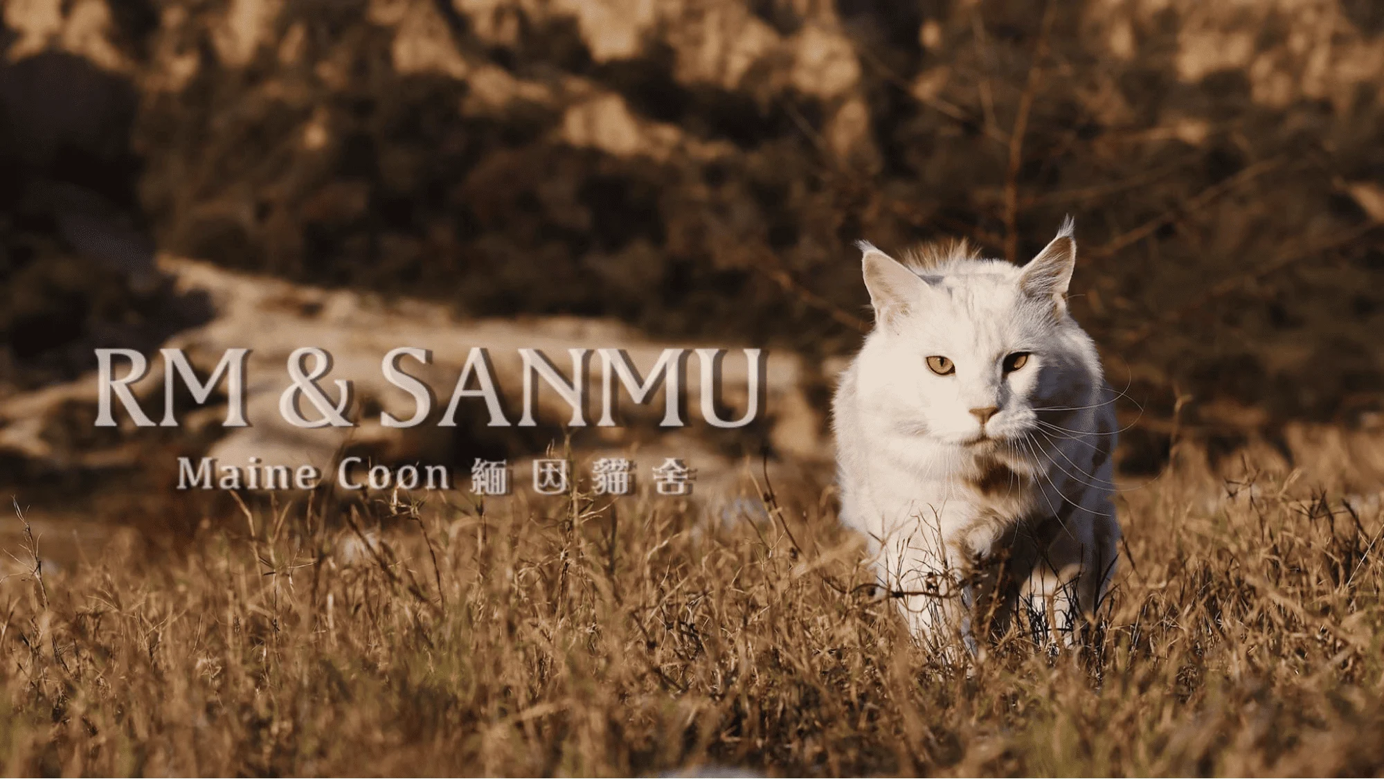 新北緬因貓舍推薦RM&SANMU 緬因貓舍