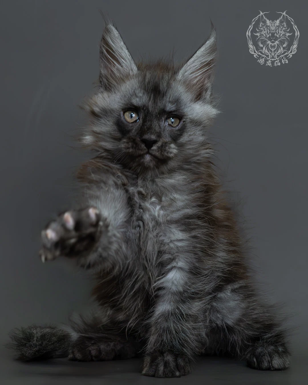 黑煙燻緬因貓 7