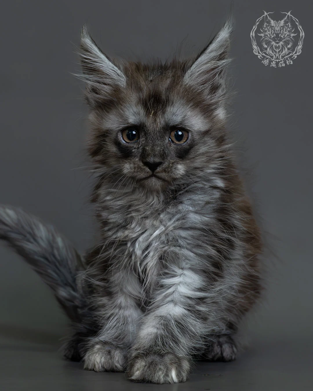 黑煙燻緬因貓 1