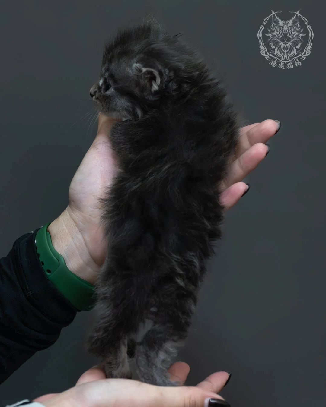 藍銀虎斑緬因貓 9