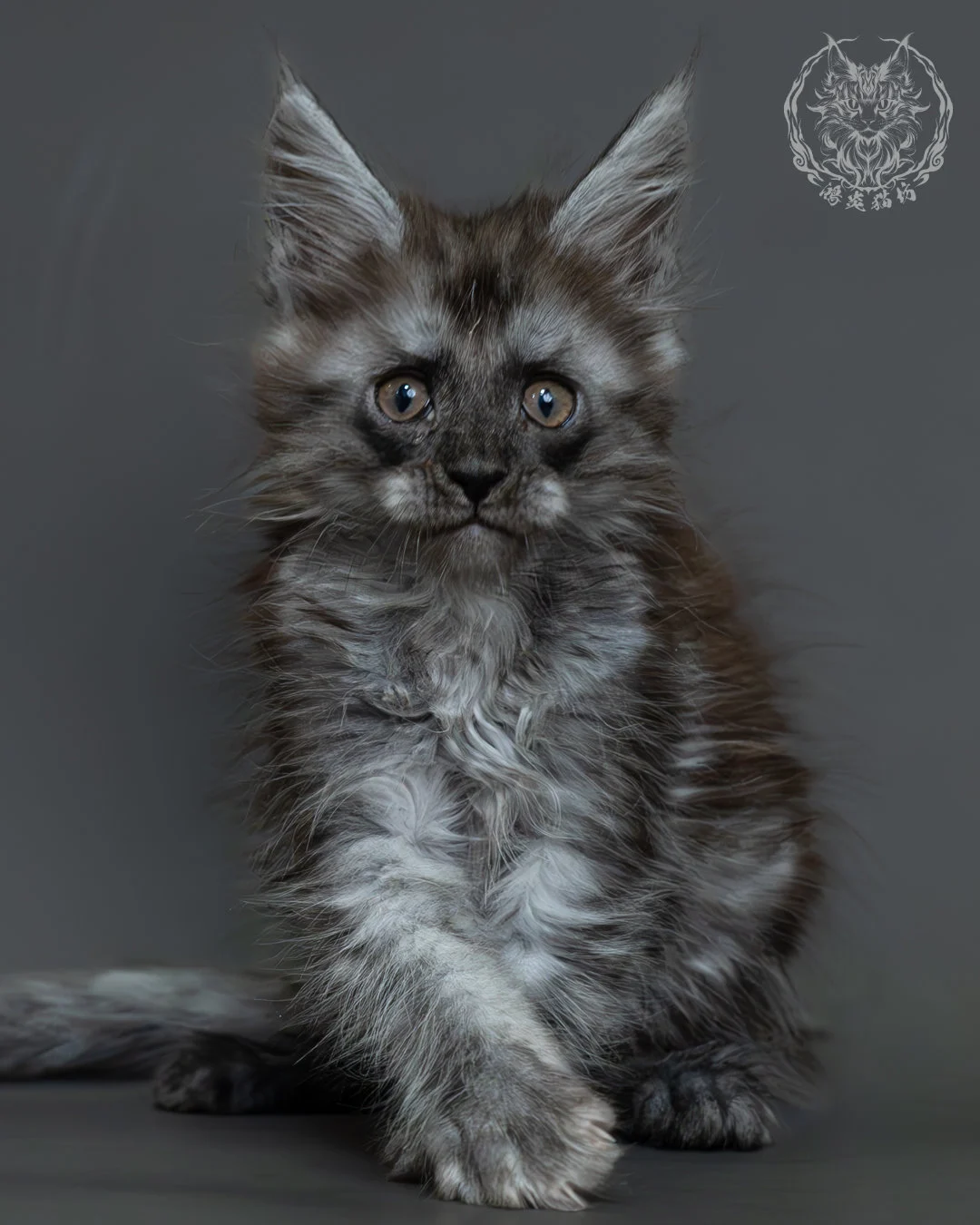 黑煙燻緬因貓 14