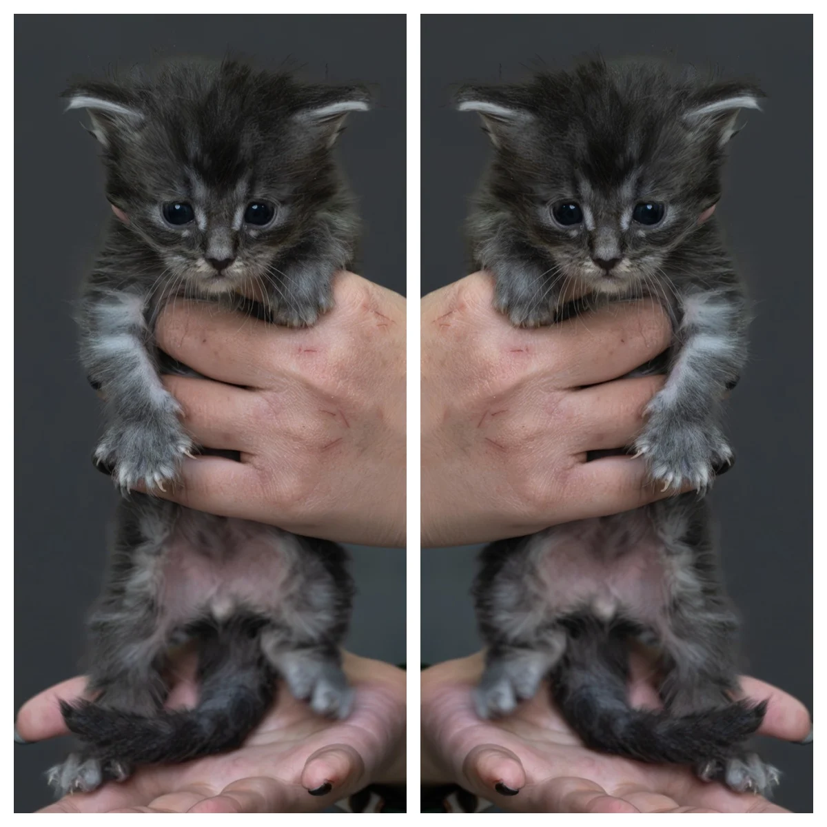 藍銀虎斑緬因貓