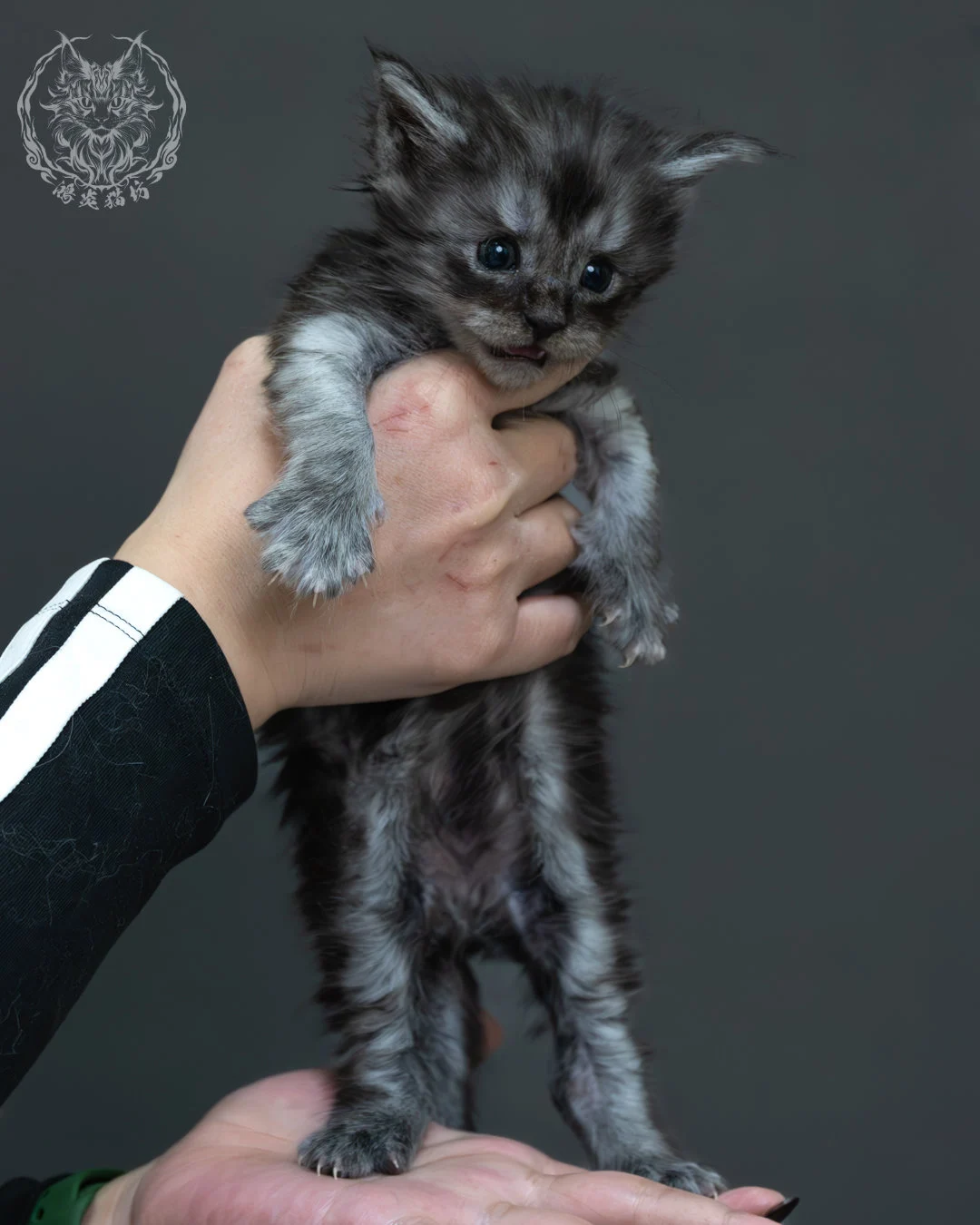 黑煙燻緬因貓 1