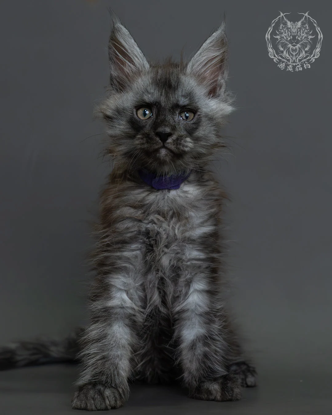 黑煙燻緬因貓 1