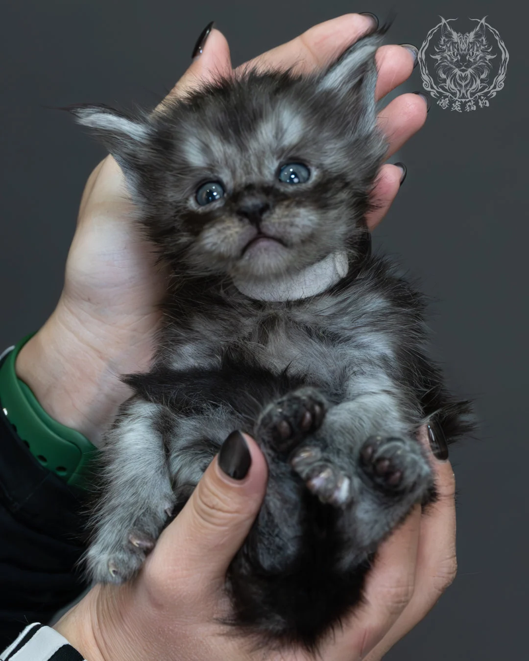 黑煙燻緬因貓 9