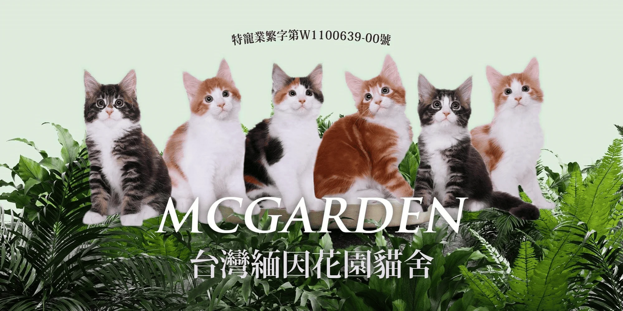 高雄緬因貓舍推薦緬因花園貓舍