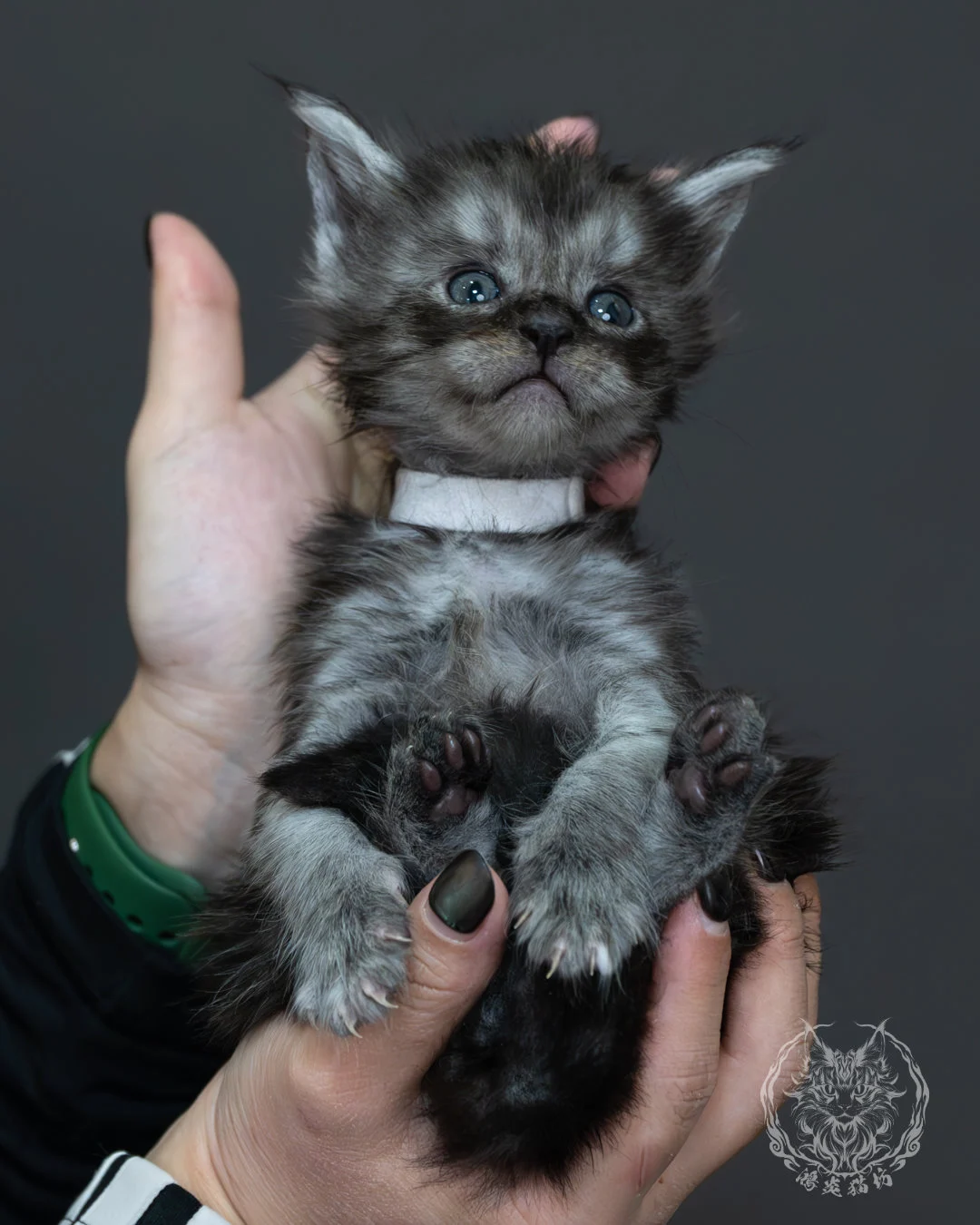 黑煙燻緬因貓 10