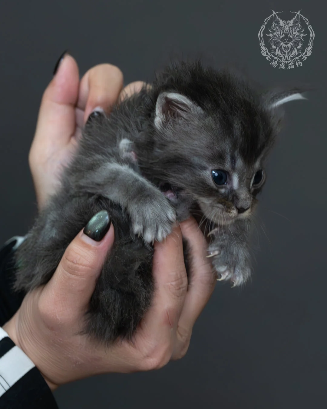 藍銀虎斑緬因貓 14