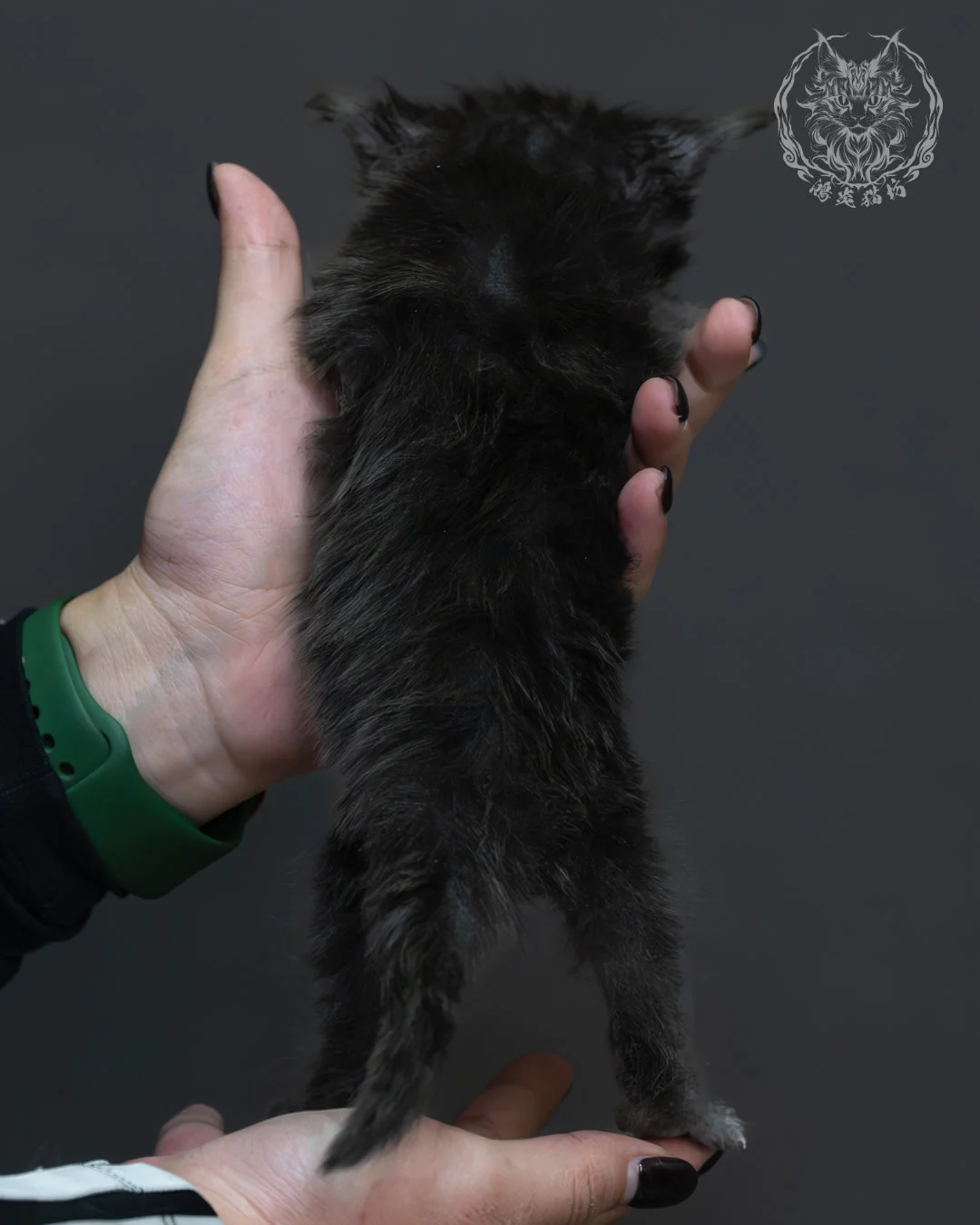 藍煙燻緬因貓 6
