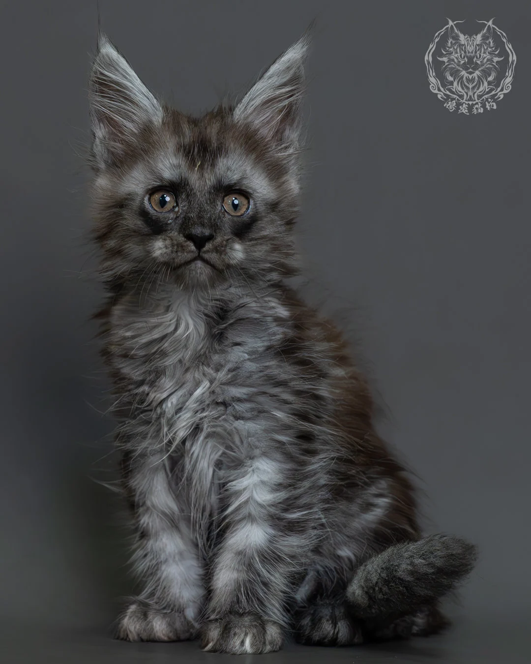 黑煙燻緬因貓 3