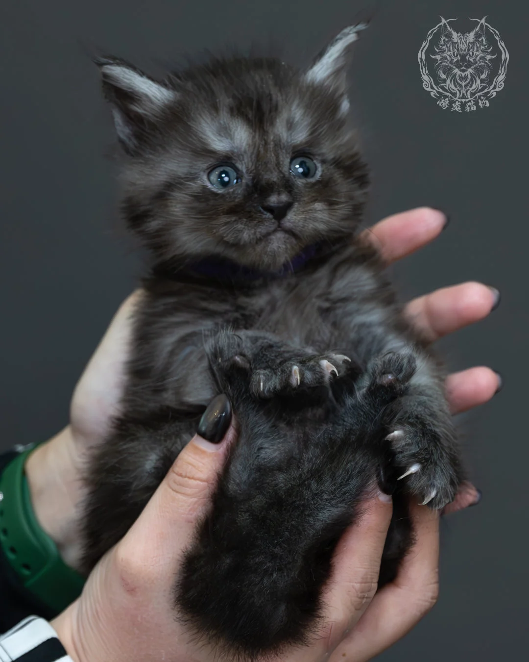 黑煙燻緬因貓 13