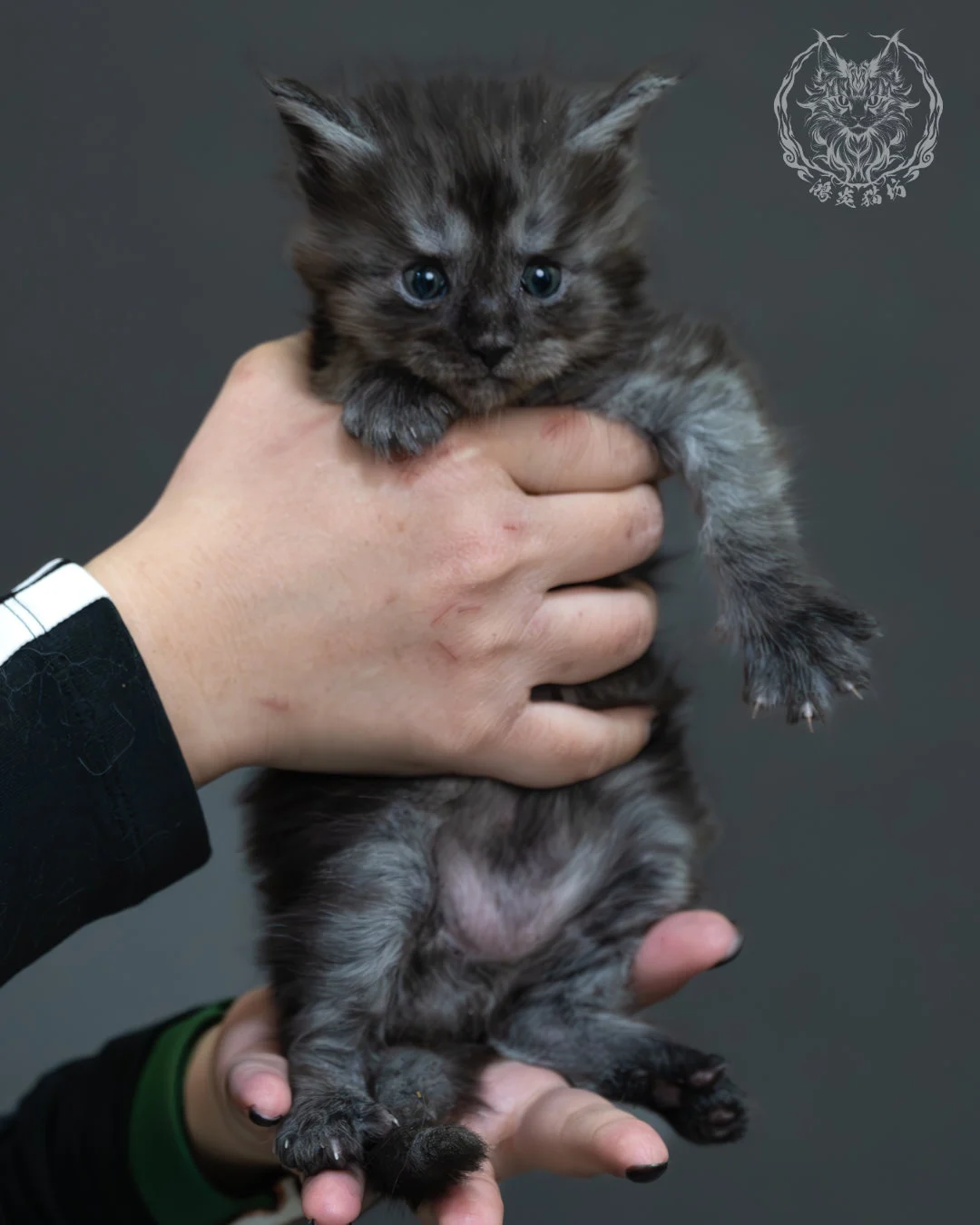 黑煙燻緬因貓 2